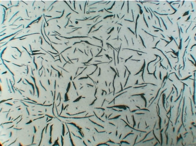 Microstructure Analysis